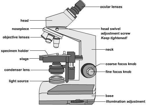 Compound Microscope Sketch at PaintingValley.com | Explore collection ...