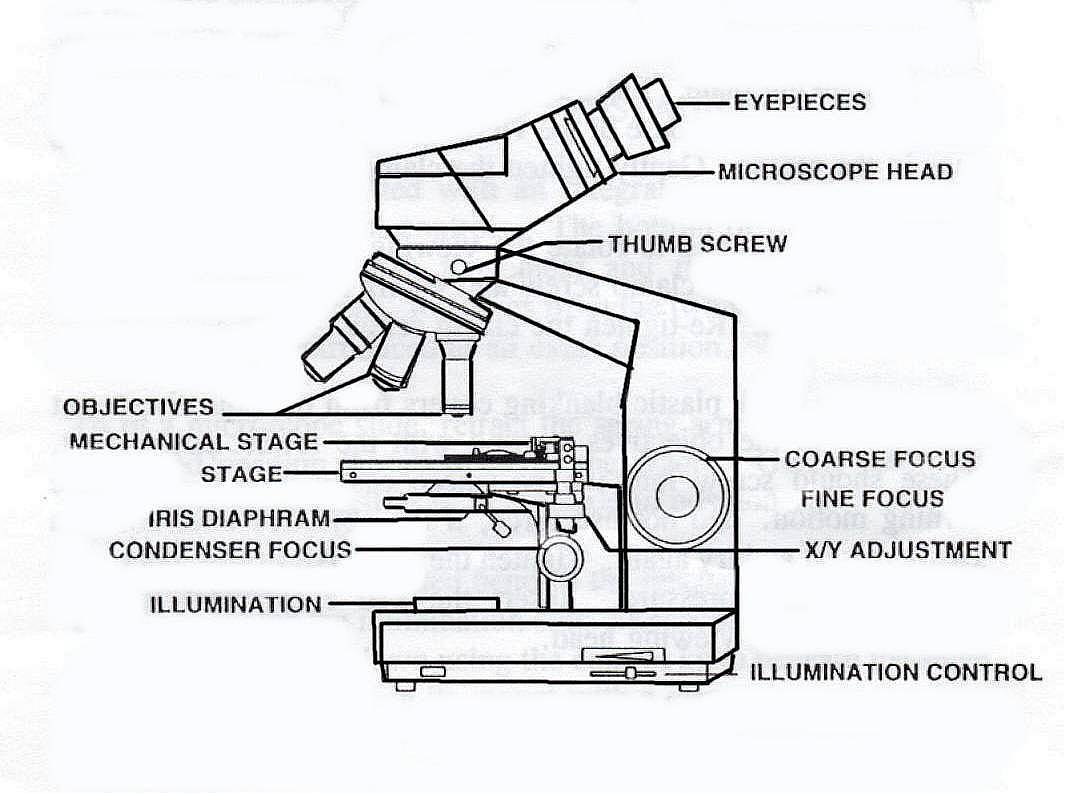 Compound Microscope Sketch at Explore collection