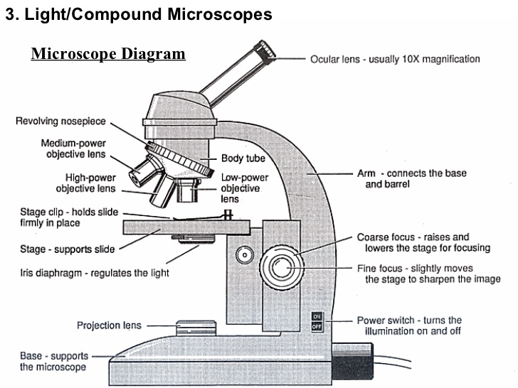 728x546 Microscope Diagram - Compound Microscope Sketch