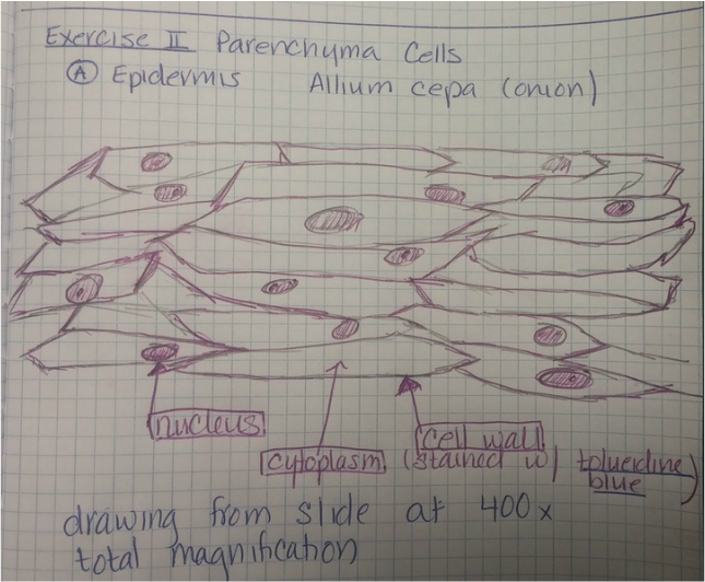 645x532 Christine, Bryana, Amp Michelle - Compound Microscope Sketch