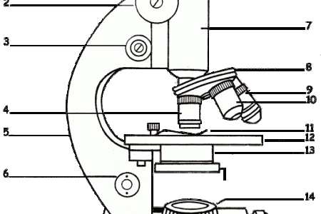 Compound Microscope Sketch At Paintingvalleycom Explore