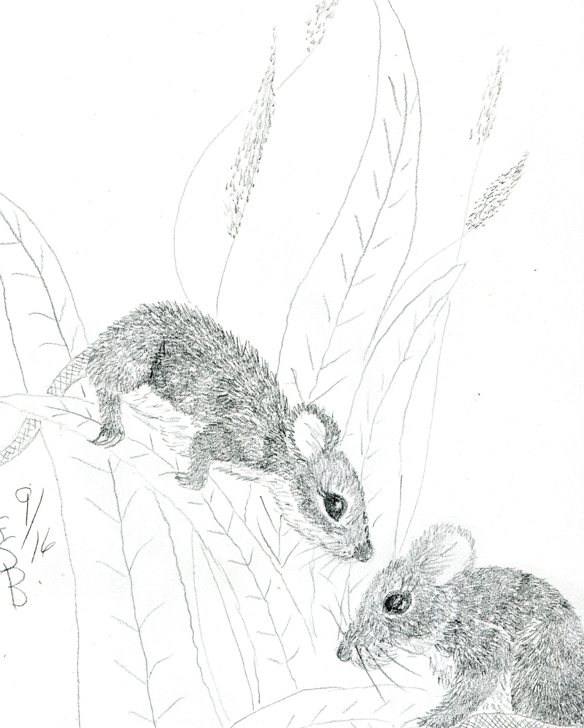 2267x2825 Pin By Ellen Bounds On My Original Art Work - Computer Pencil Sketch