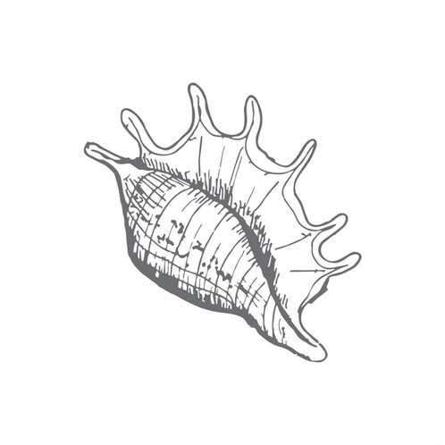 498x498 Conch Shell - Conch Shell Sketch