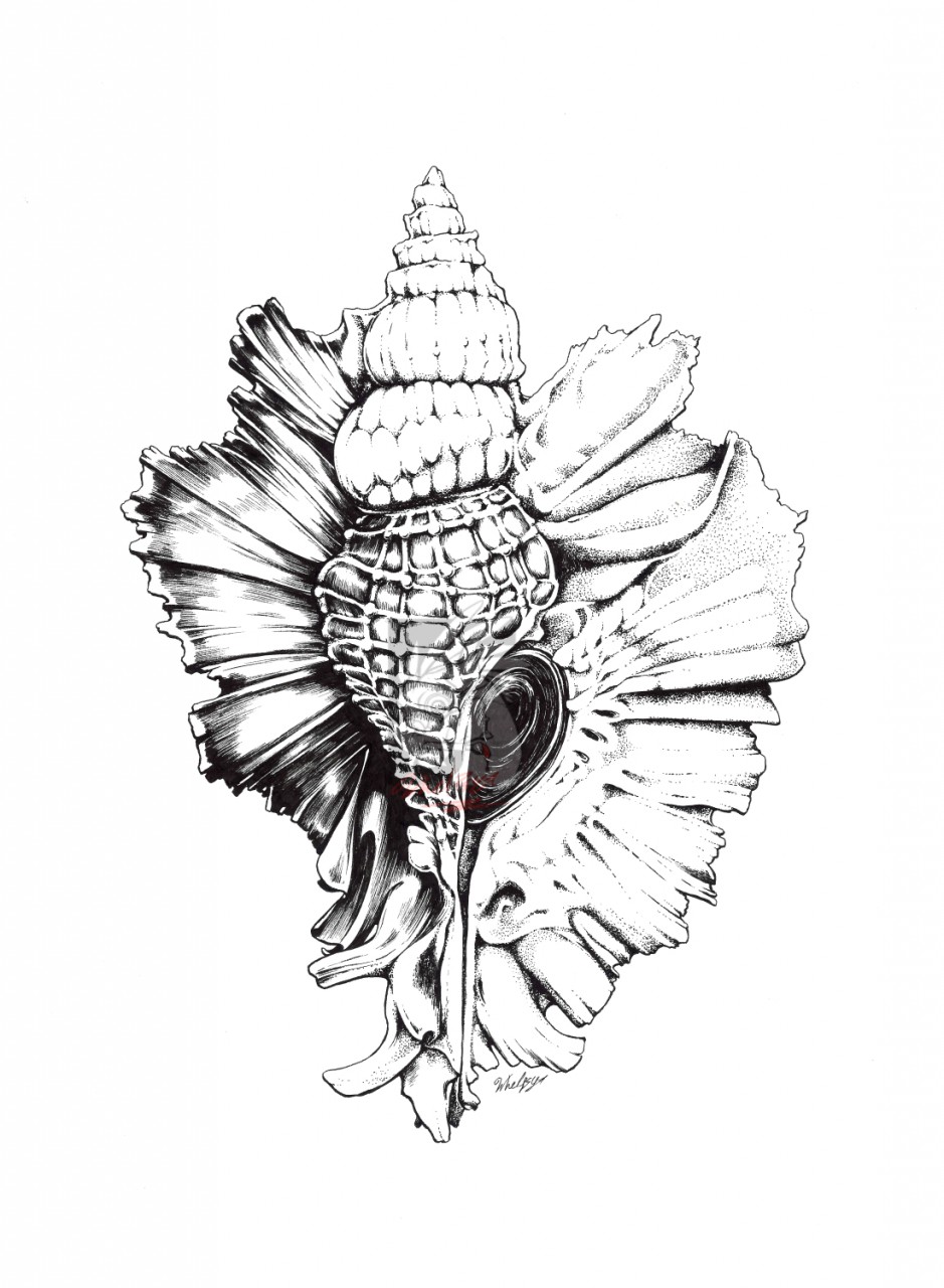 939x1280 Conch Shell Black And White Illustration By Whelpsy - Conch Shell Sketch