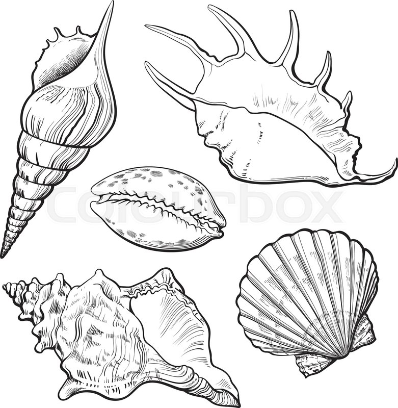 781x800 Set Of Various Beautiful Mollusk Sea Shells, Sketch Style - Conch Shell Sketch