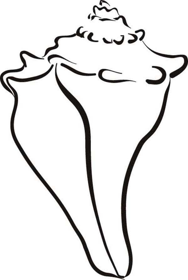 600x892 Shell Clipart Conk - Conch Shell Sketch