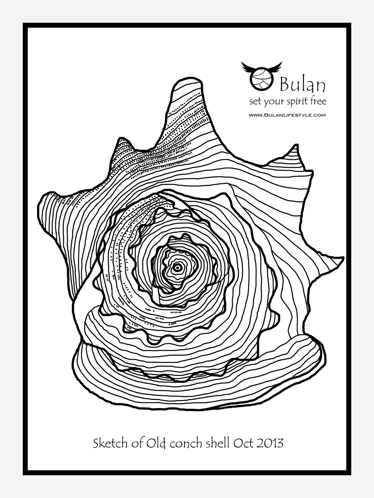 1200x1600 Sketch Of The Day No 166 Old Conch Shell - Conch Shell Sketch