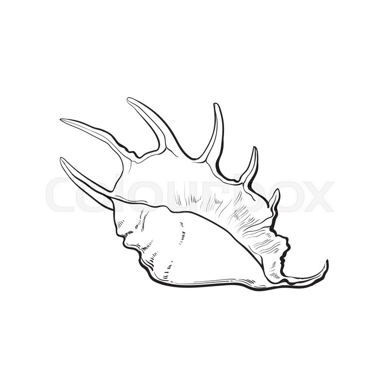 800x800 Spiral Conch Sea Shell, Sketch Style Vector Illustration Isolated - Conch Shell Sketch