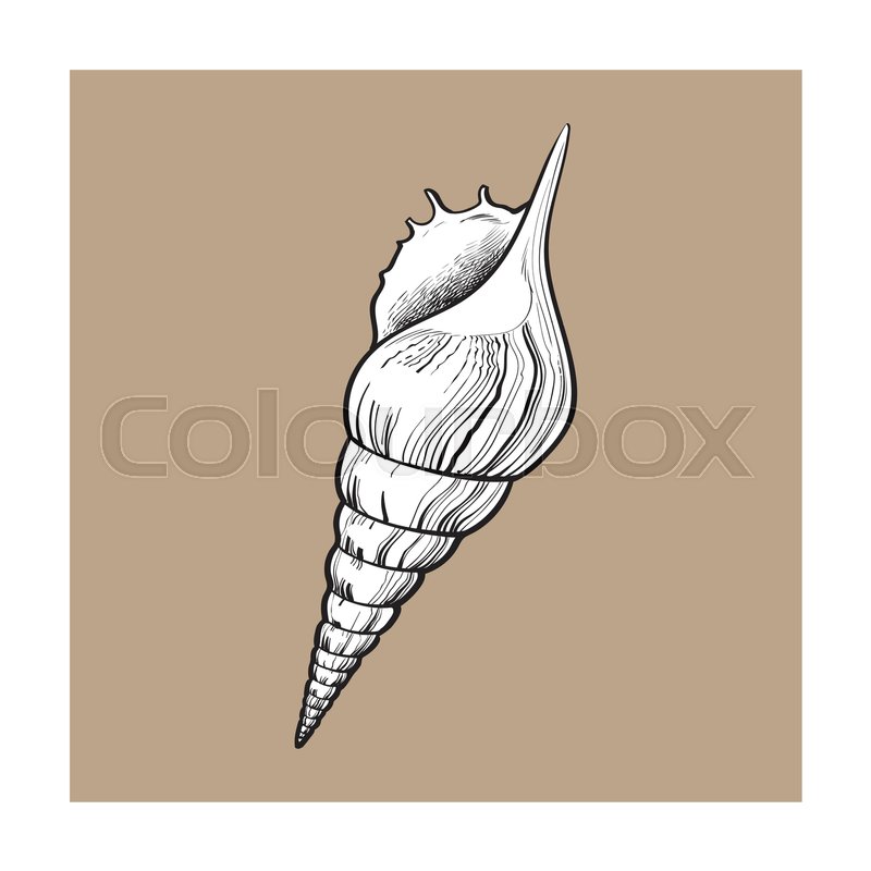 800x800 White Spiral Conch Sea Shell, Sketch Style Vector Illustration - Conch Shell Sketch