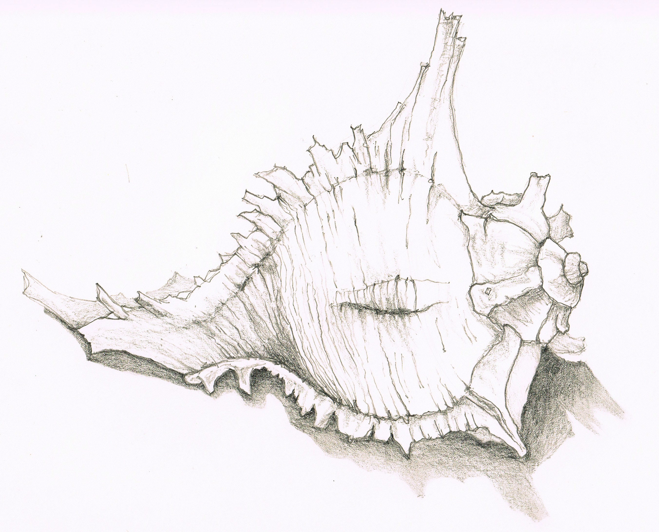 Conch Shell Sketch at PaintingValley.com | Explore collection of Conch