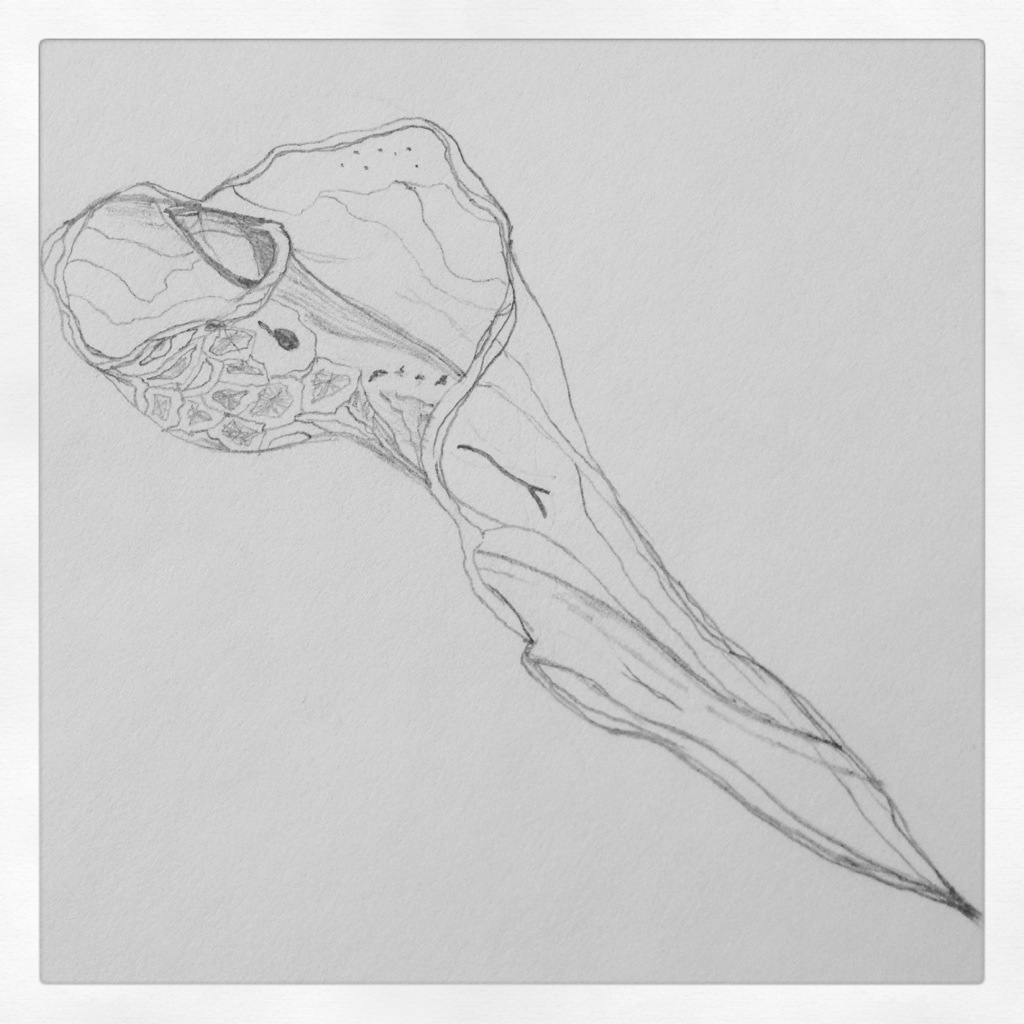 1024x1024 Broken Conch Shell Pencil Sketch - Conch Shell Sketch