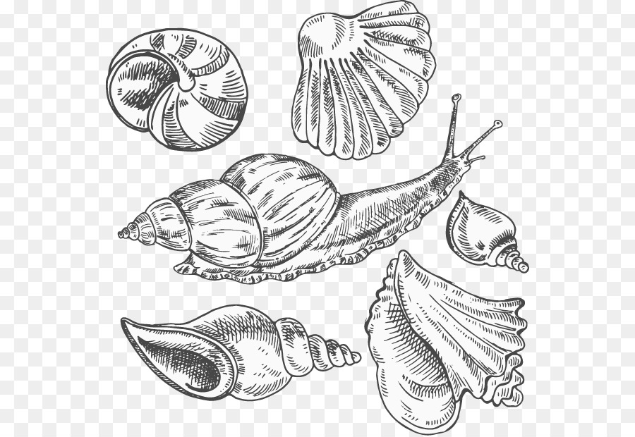 900x620 Conch Sea Snail Sketch - Conch Sketch