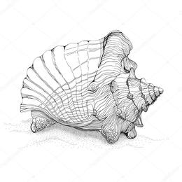 260x260 Conch Seashell Clipart - Conch Sketch