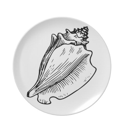 512x512 Conch Shell Sketch Plates By Wanderingwonders Nature Journaling - Conch Sketch