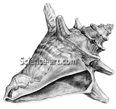 450x423 Conch Sketch 52046 Usbdata - Conch Sketch