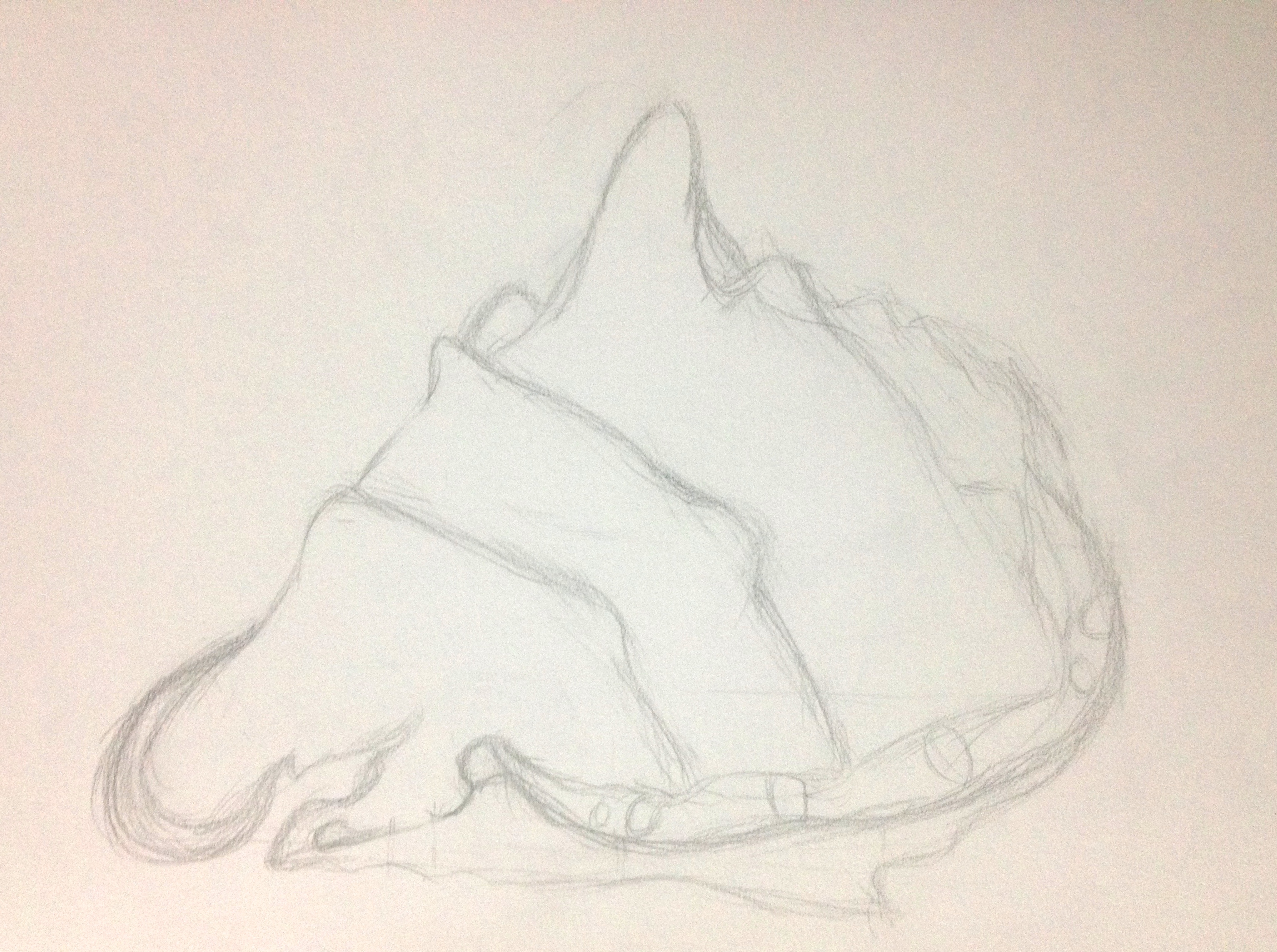 3066x2286 Day 59 A Seashell Sketch And Some Feelings Of Inadequacy One - Conch Sketch