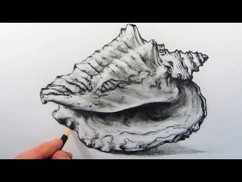 480x360 How To Draw A Shell Pencil Drawing - Conch Sketch