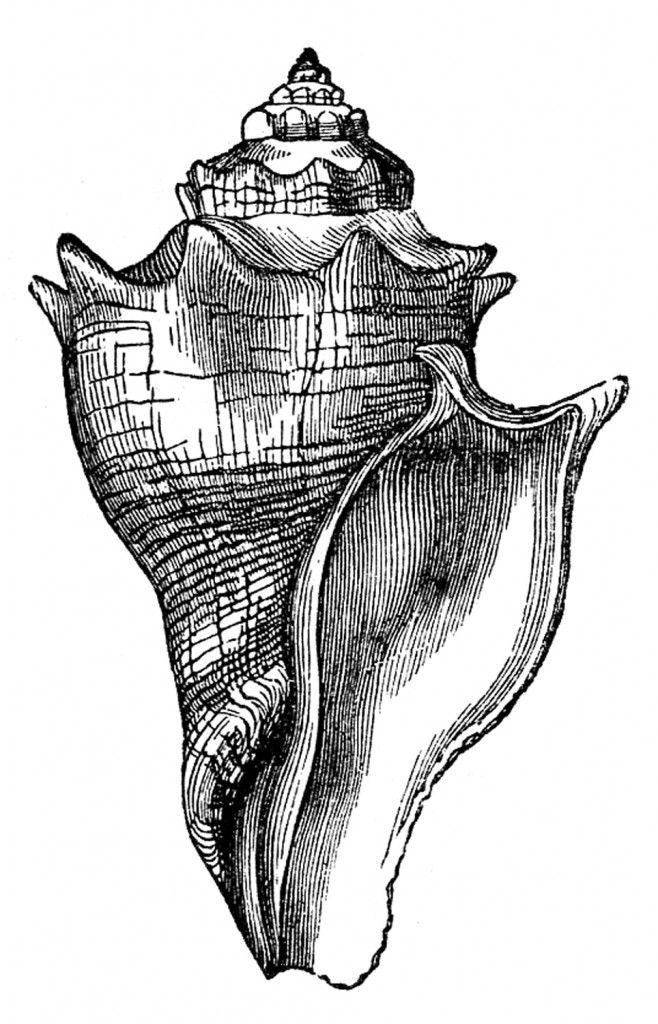658x1024 Pin By Cheryl Cappellini On Z Clipart Graphics Fairy On The - Conch Sketch