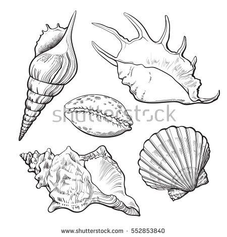 450x470 Set Of Various Beautiful Mollusk Sea Shells, Sketch Style - Conch Sketch