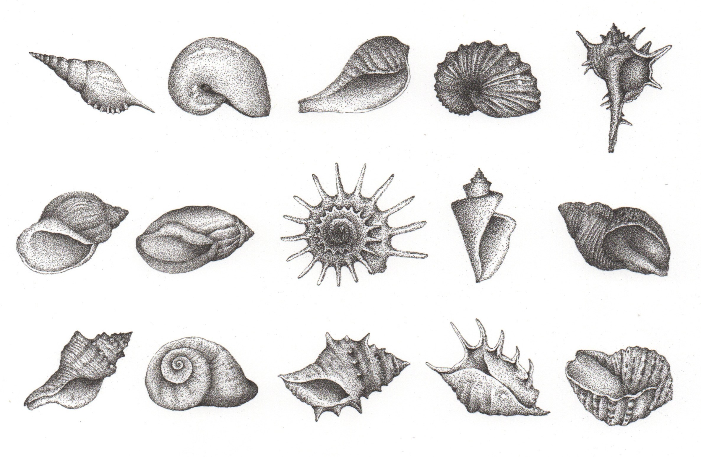 2372x1546 Conch Tangible Memories - Conch Sketch