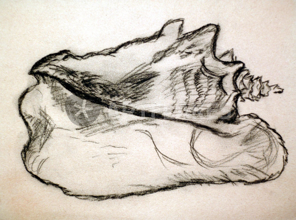 950x707 Queen Conch Sketch Drawing Art Prints And Posters By Nica Breeze - Conch Sketch