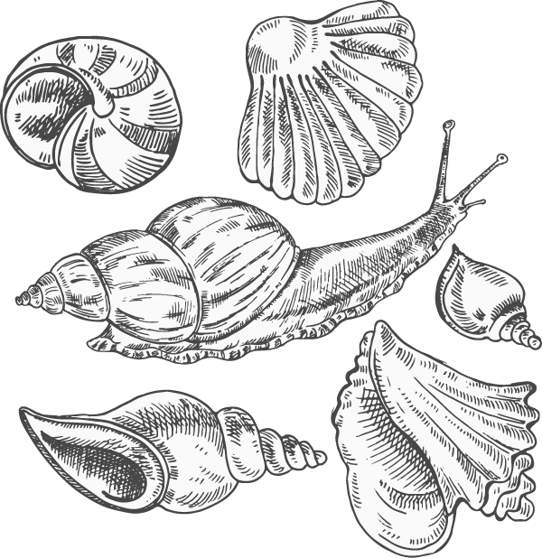 600x618 Conch Sea Snail Sketch - Conch Sketch