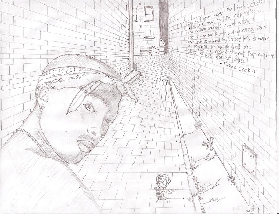 900x691 Tupac The Rose That Grew From Concrete Drawing By Thanh Nguyen - Concrete Sketch