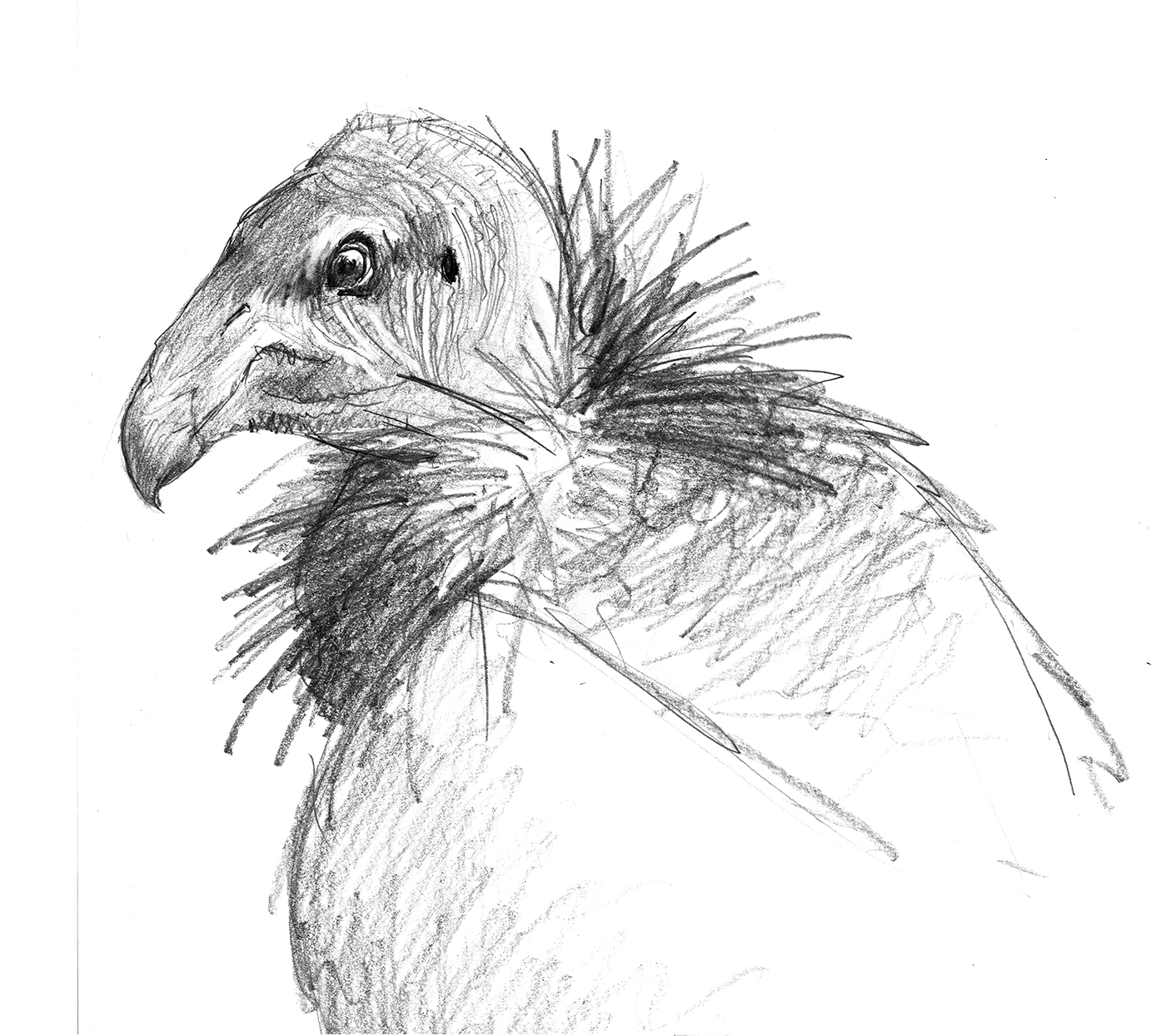 Condor Sketch at PaintingValley.com | Explore collection of Condor Sketch