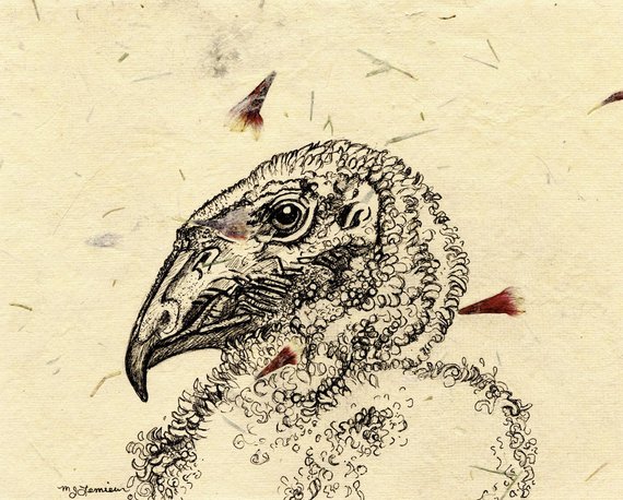 570x458 Condor Art Pen And Ink Drawing Original Drawing Black And Etsy - Condor Sketch