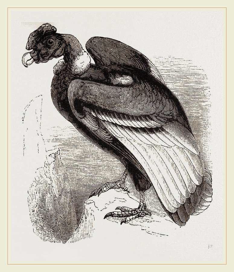 775x900 Condor Drawing By Litz Collection - Condor Sketch