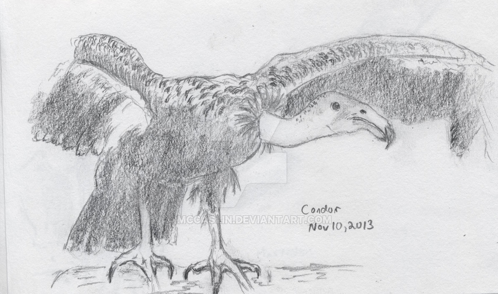 1024x605 Condor Sketch By Mccaslin - Condor Sketch