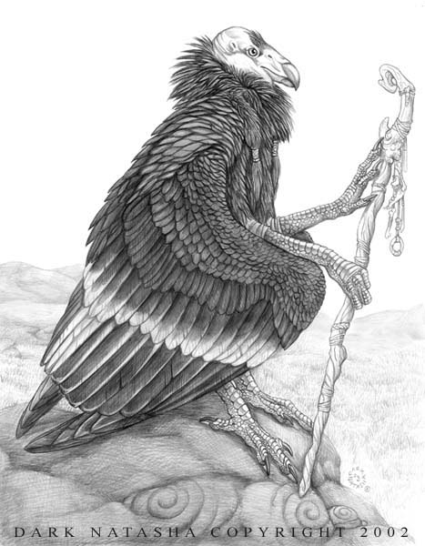467x600 Condor By Darknatasha - Condor Sketch