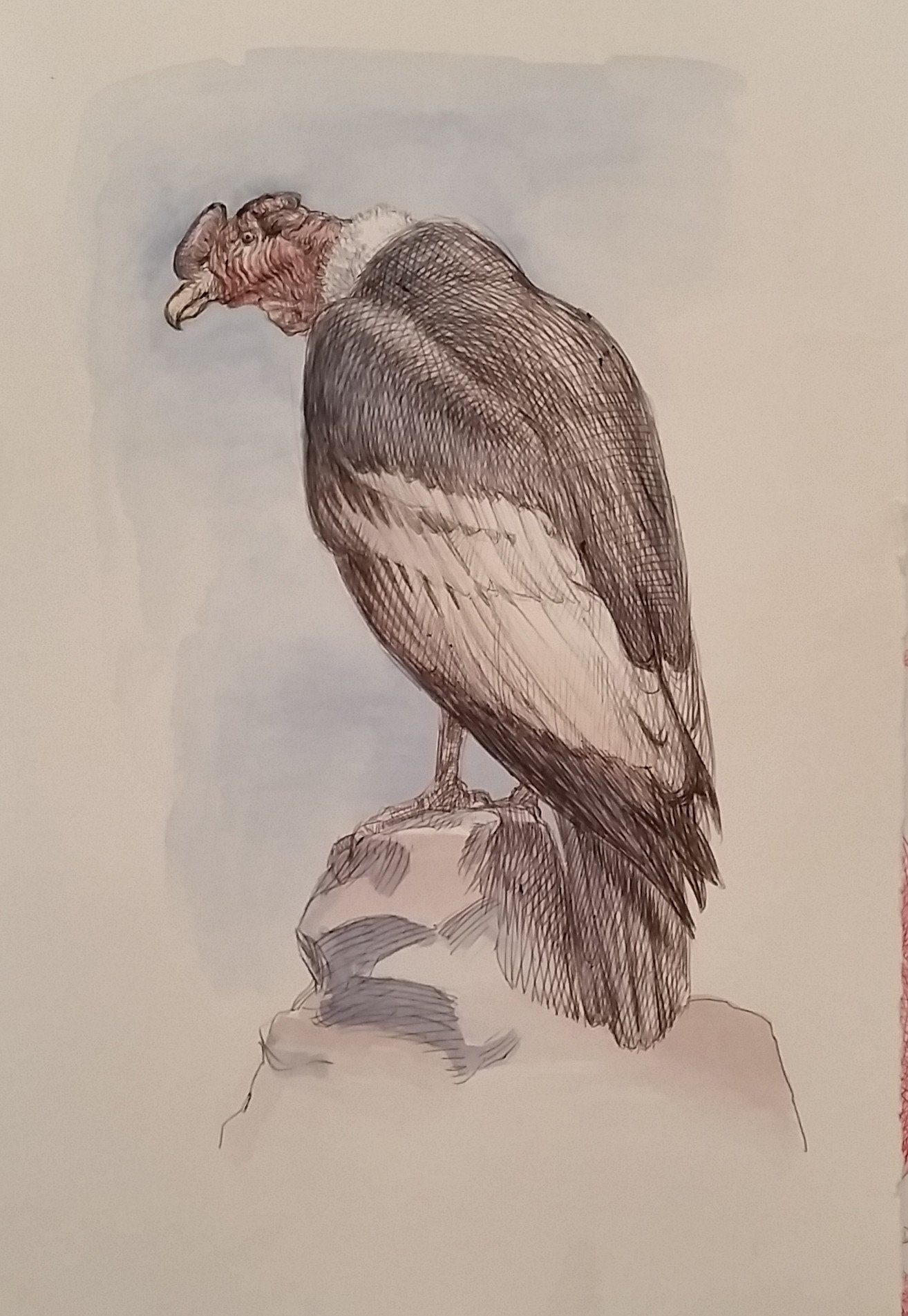 1314x1905 Condor Collier West - Condor Sketch