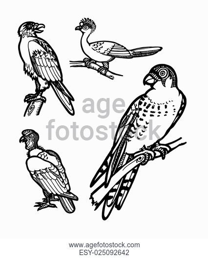 426x529 Drawing Condor Stock Photos And Images Age Fotostock - Condor Sketch