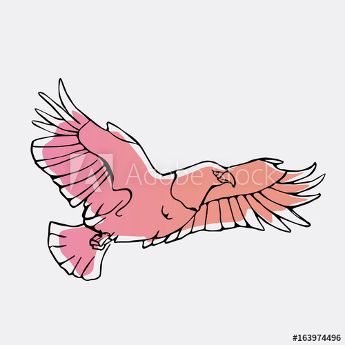 500x500 Hand Drawn Pencil Graphics, Vulture, Eagle, Osprey, Falcon, Hawk - Condor Sketch