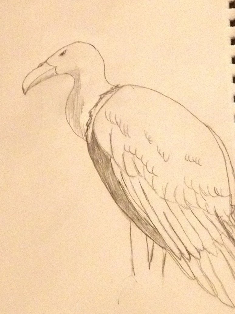 774x1032 Vulturecondor Sketch By Snow909 - Condor Sketch