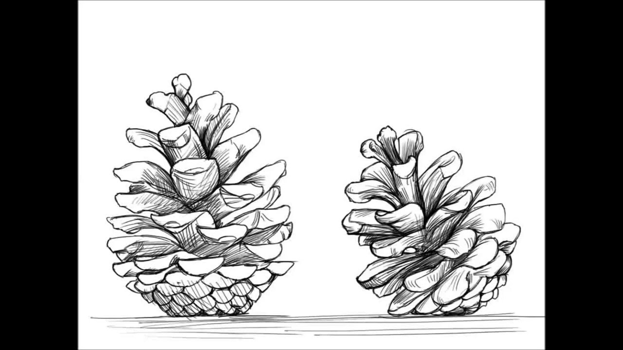 1280x720 How To Draw A Pinecone - Cone Sketch