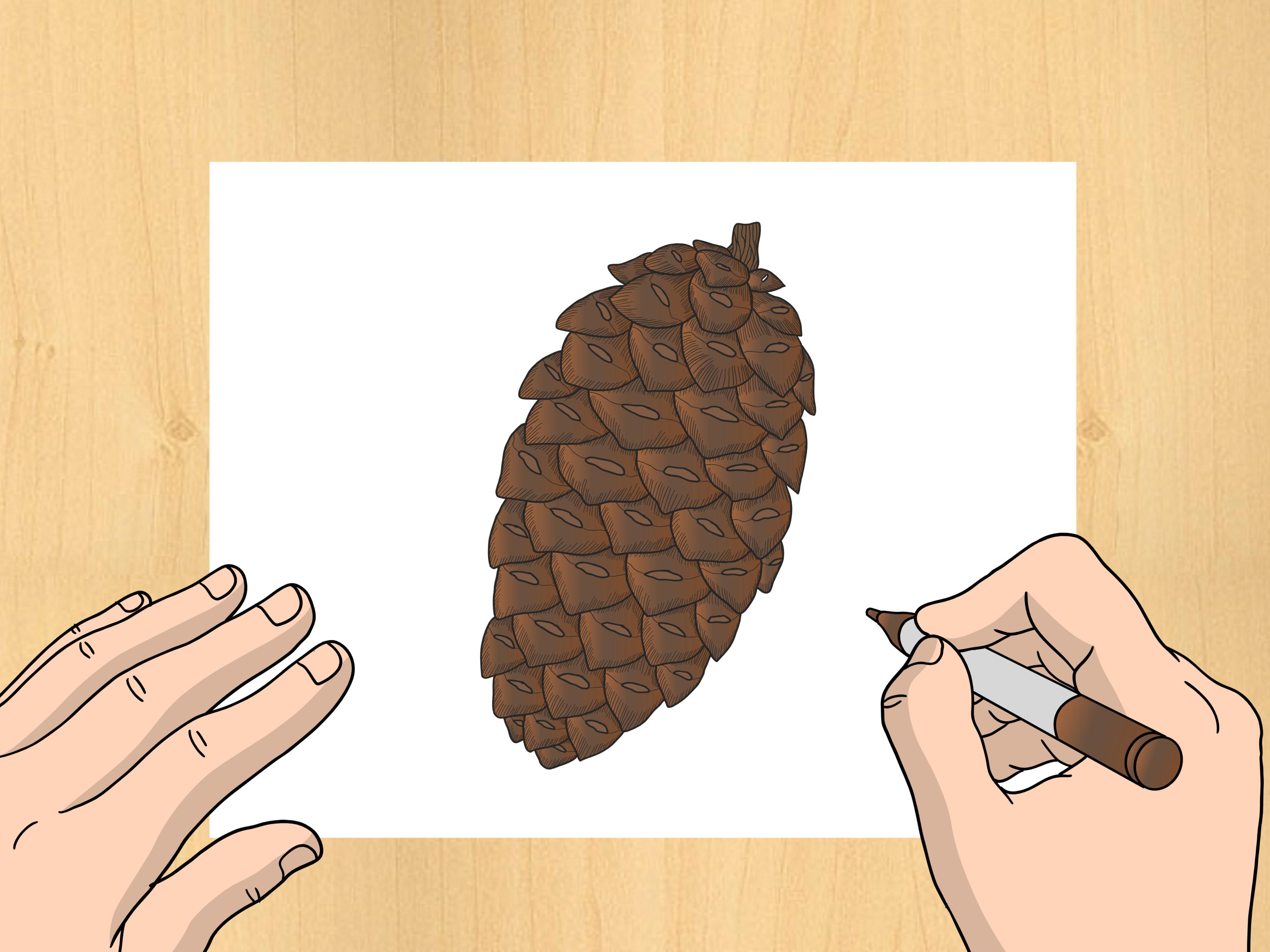 3200x2400 How To Draw A Pinecone 6 Steps (With Pictures) - Cone Sketch