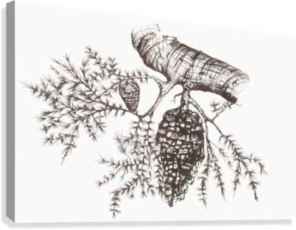 429x334 Sketch Of A Pine Cone Hanging From A Tree Branch - Cone Sketch
