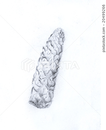 366x450 Pencil Drawing On Old Paper, Pine Cone Sketch. - Cone Sketch