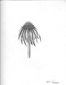 232x300 Coneflower Drawings Fine Art America - Coneflower Sketch