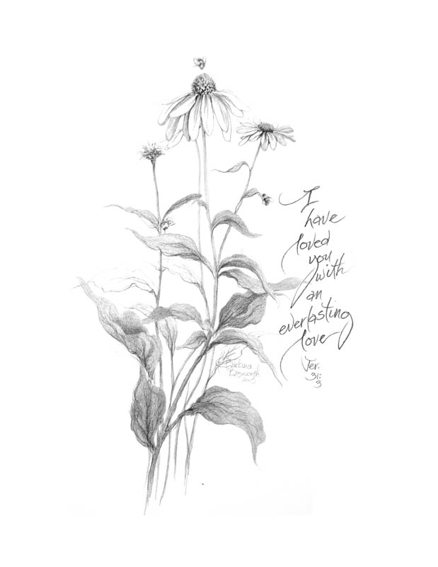 619x800 Coneflower Art Note Heirlooms Gallery - Coneflower Sketch