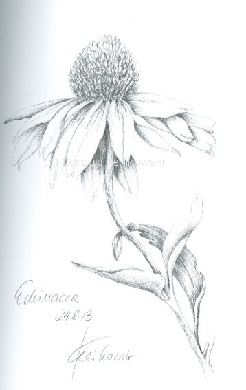 358x567 Echinacea, Pencil On Paper, (C) Cordula Kerlikowski Watercolor - Coneflower Sketch
