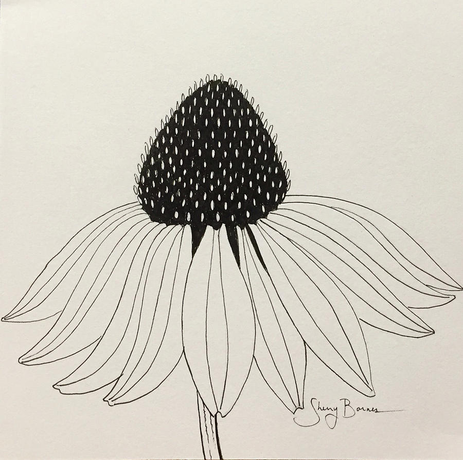 900x895 Echinacea Flower Drawing By Sherry Barnes - Coneflower Sketch