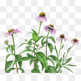260x260 Echinacea Png Amp Echinacea Transparent Clipart Free Download - Coneflower Sketch