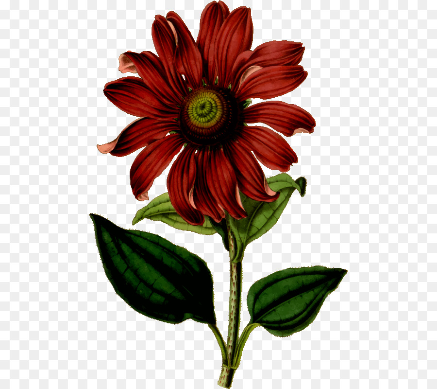 900x800 Flower Printed T Shirt Printing - Coneflower Sketch