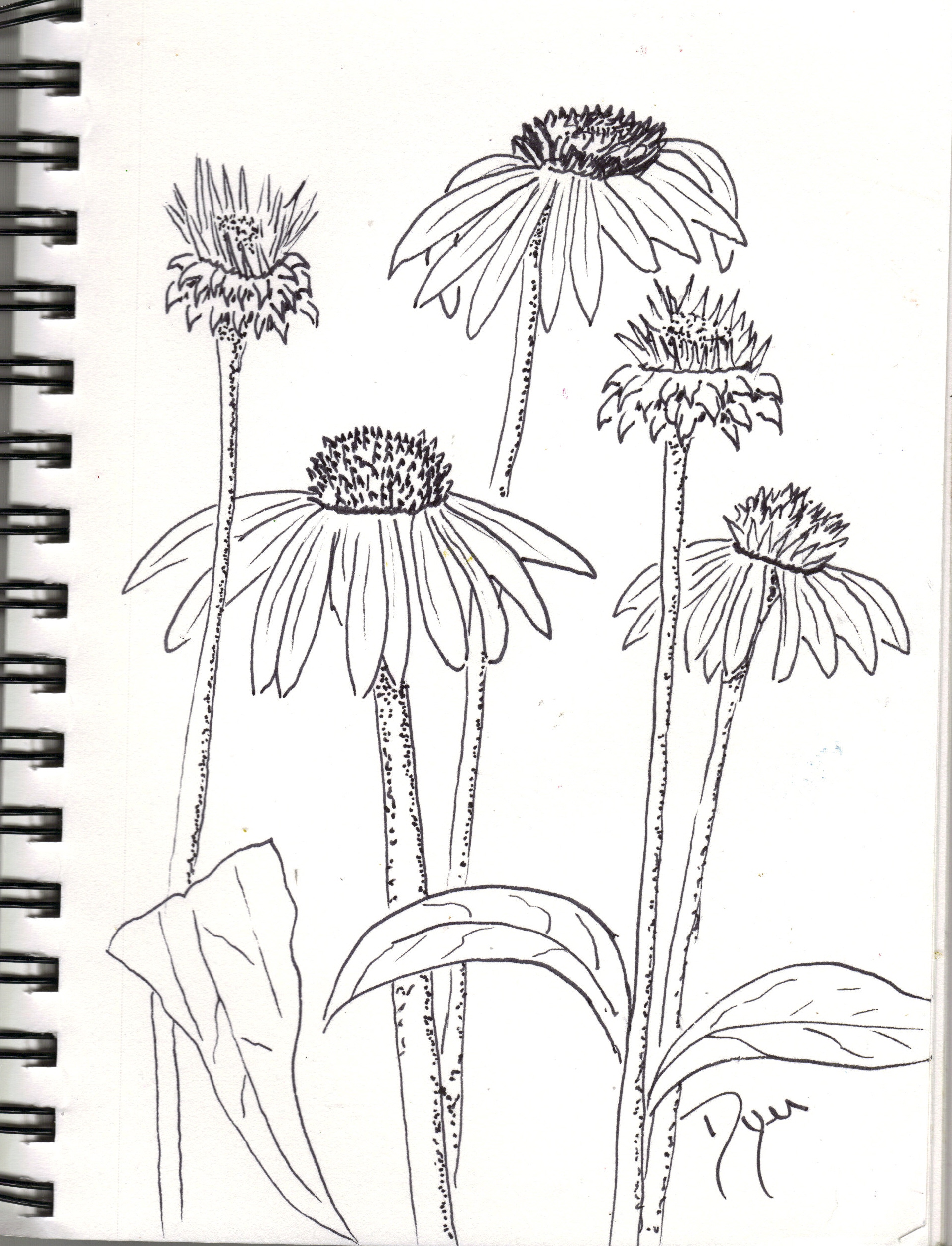 Coneflower Sketch at Explore collection of