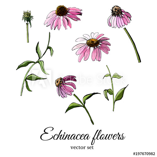 500x500 Hand Drawn And Colored Sketch With Echinacea Flowers Isolated On - Coneflower Sketch