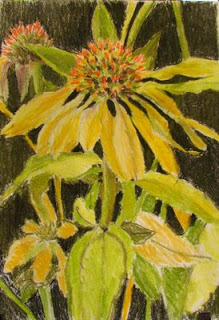 219x320 Art From My Easel...by Jacqueline Mcintyre Pastel Sketch And Cone - Coneflower Sketch