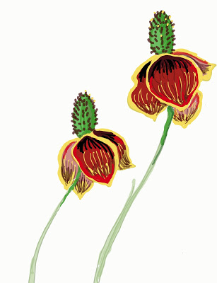 307x400 Sketch Of The Week Digital Red Prairie Coneflower - Coneflower Sketch